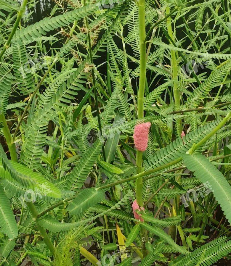 别吃!寄生虫多达6000条!浙江一地大量出现<strong></p>
<p>虚拟币路演</strong>,看到立刻上报