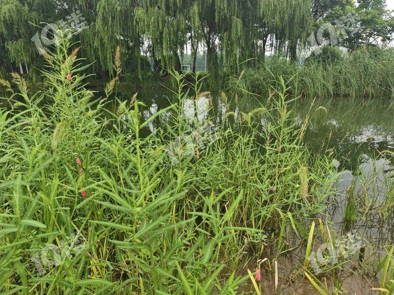 别吃!寄生虫多达6000条!浙江一地大量出现<strong></p>
<p>虚拟币路演</strong>,看到立刻上报