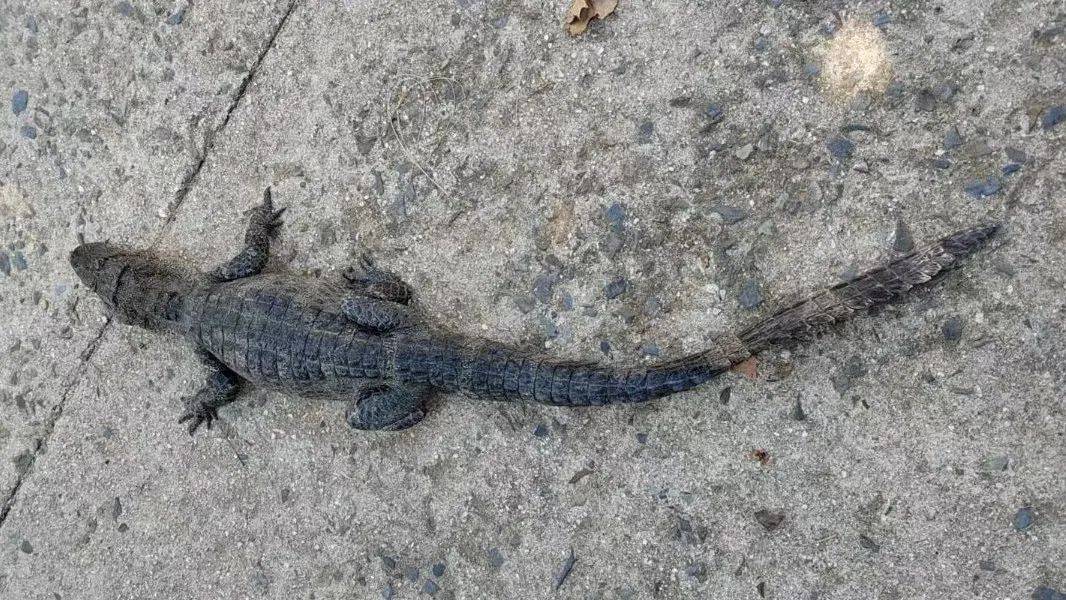 安徽一钓鱼佬钓到一条1米长20斤的“大鱼”<strong></p>
<p>虚拟币三方交易</strong>,赶紧送到派出所,民警:放生!