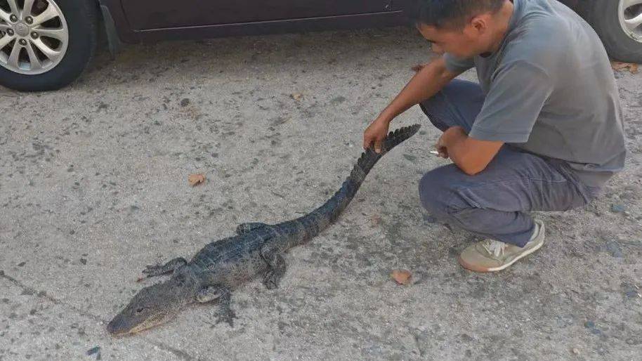 安徽一钓鱼佬钓到一条1米长20斤的“大鱼”<strong></p>
<p>虚拟币三方交易</strong>,赶紧送到派出所,民警:放生!