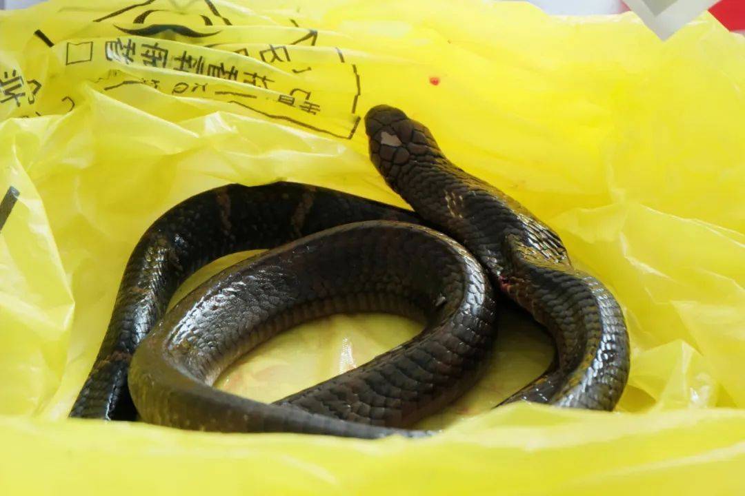 眼镜王蛇咬伤老人<strong></p>
<p>比特币换虚拟货币</strong>,家属拖两米多长的“凶手”冲进医院!“拎蛇就医”可取吗?