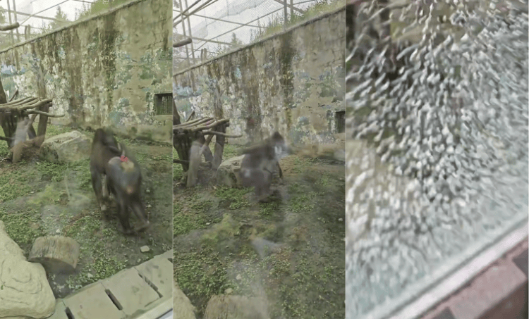 成都动物园山魈“暴走”用石头砸碎馆舍玻璃<strong></p>
<p>虚拟币扫码</strong>,园方:属实,将评估是否移除小石头