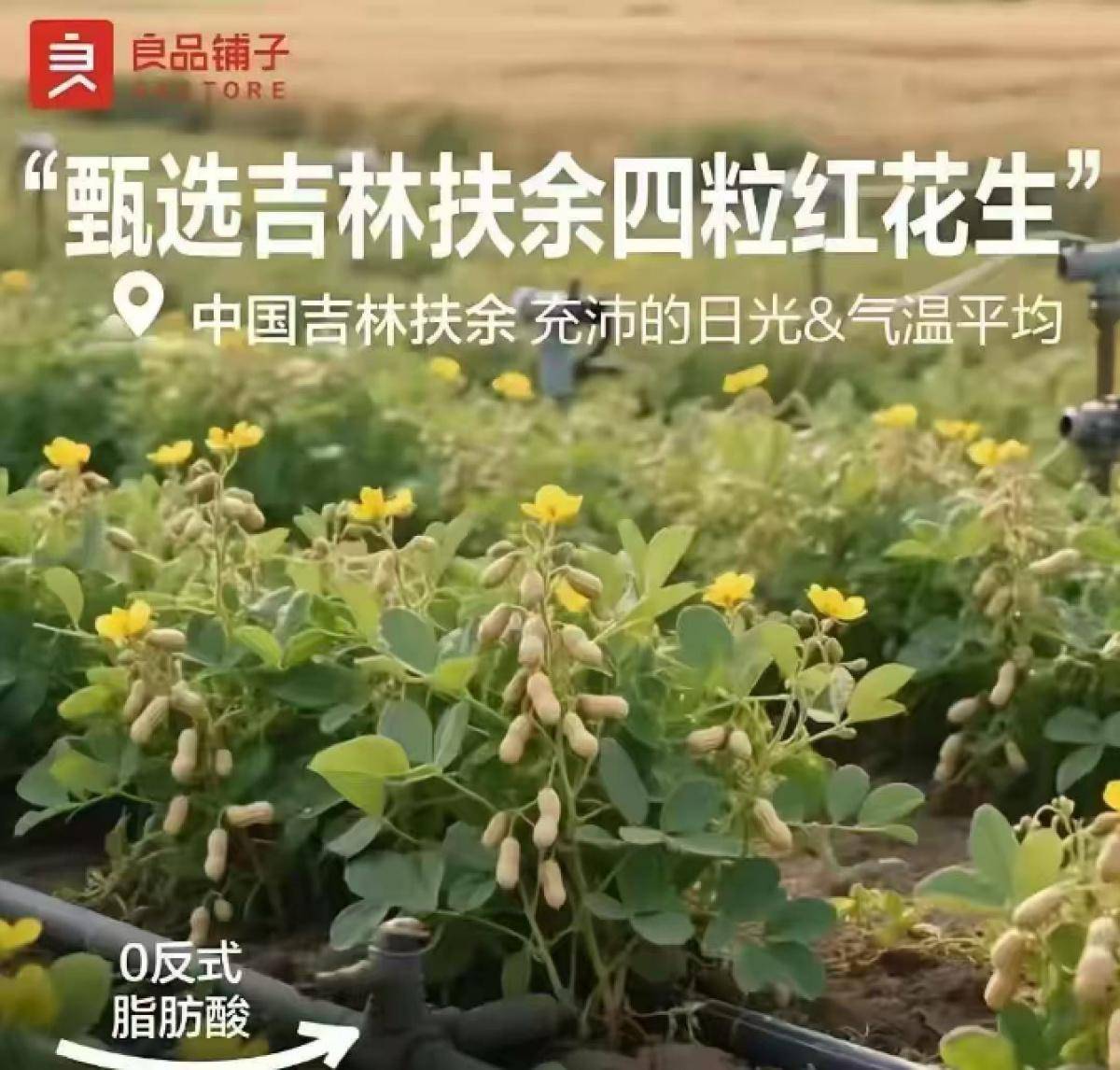 良品铺子的花生“长在树上”，不只是没常识