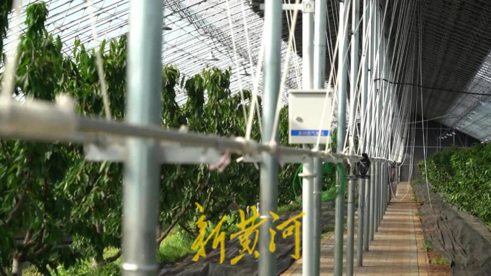 潍坊临朐:30.77 亿元<strong></p>
<p>DW虚拟币</strong>!“红玛瑙”大樱桃何以成乡村振兴“甜蜜引擎”
