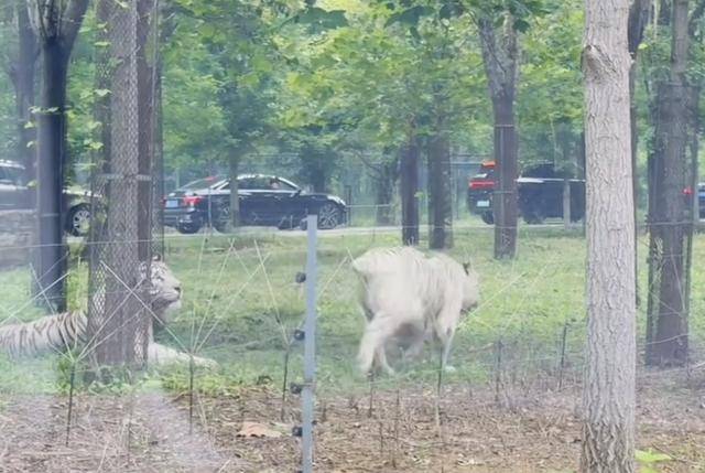 惊险!野生动物园内<strong></p>
<p>DW虚拟币</strong>,两车剐蹭,车主下车沟通老虎一旁围观