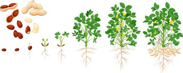 “花生上树”闹剧：AI翻车背后<strong></p>
<p>虚拟币寿司</strong>，我们都在弄丢常识？