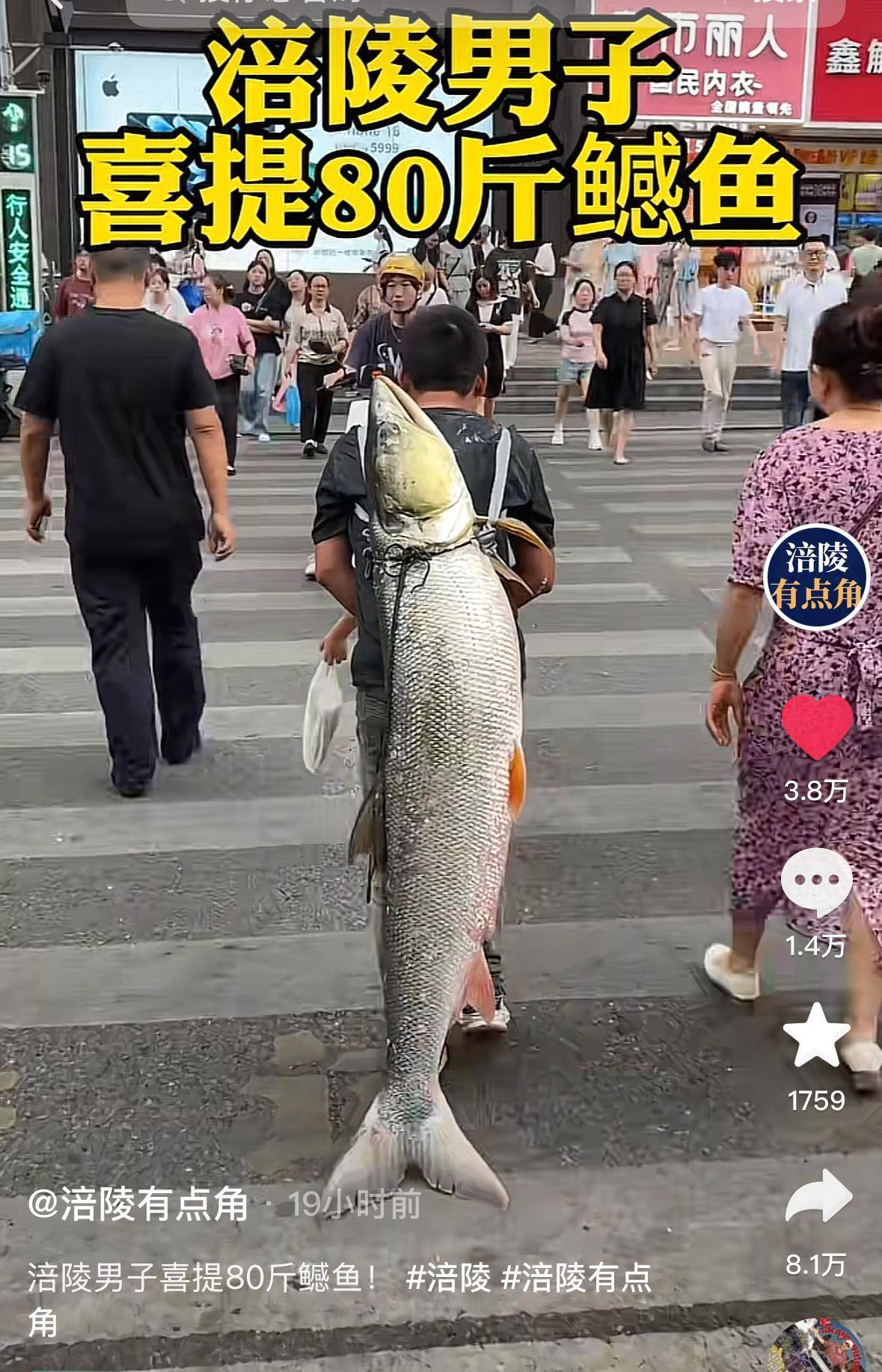 重庆一男子钓上79斤鳡鱼后，背着鱼在闹市当“显眼包”穿行20分钟，本人：有1.64米长