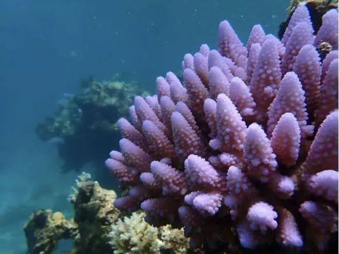 权威解读：为何建立黄岩岛国家级自然保护区<strong></p>
<p>币泰虚拟币</strong>？