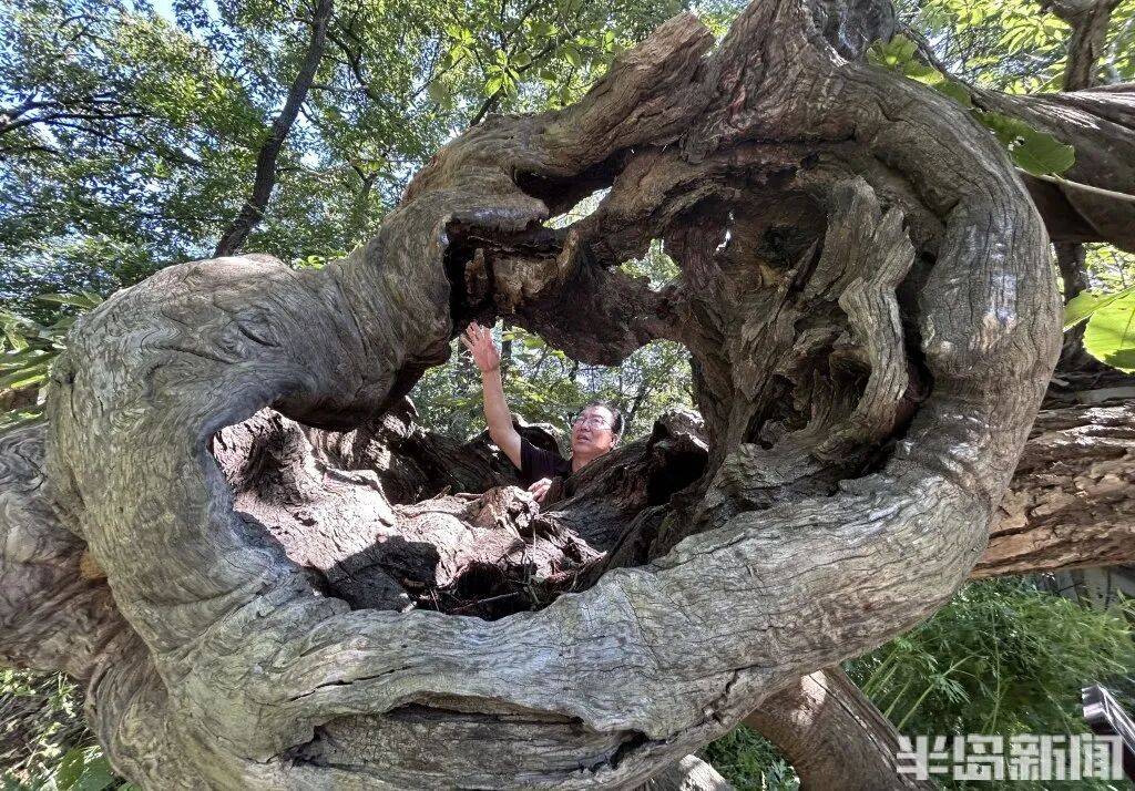 1014岁！青岛这棵“千年树王”，主干碳化严重，镂空处能站两人！每年仍可结果数十斤→
