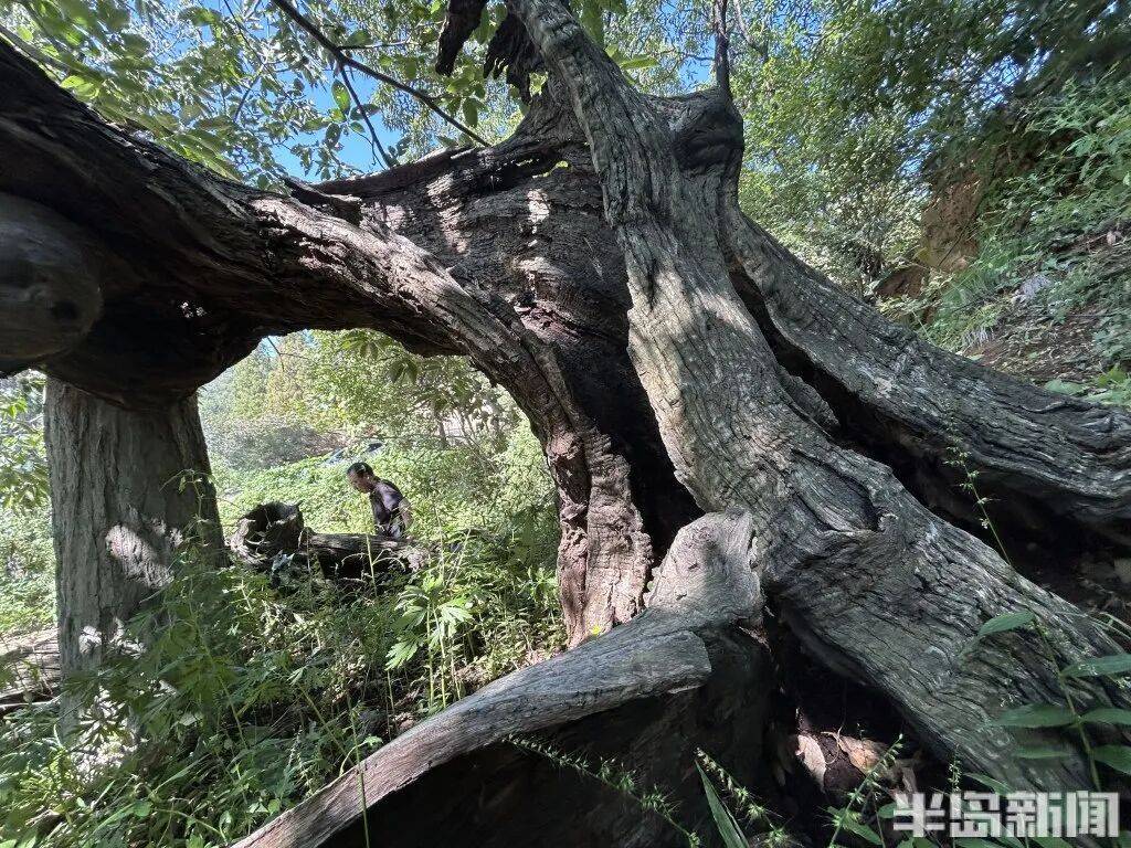 1014岁！青岛这棵“千年树王”<strong></p>
<p>虚拟币激励</strong>，主干碳化严重，镂空处能站两人！每年仍可结果数十斤→