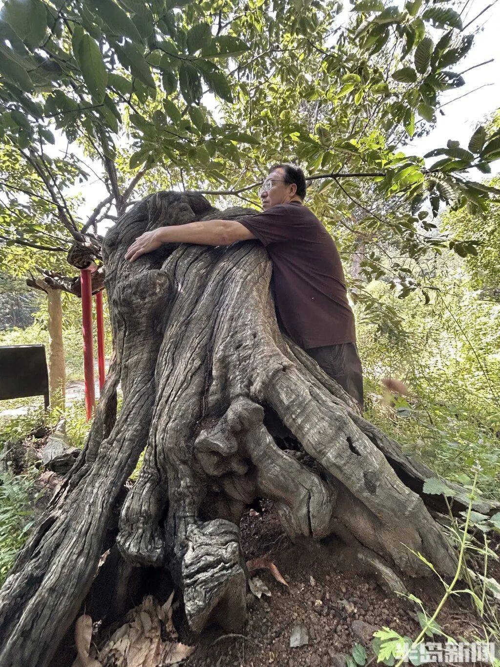 1014岁！青岛这棵“千年树王”<strong></p>
<p>虚拟币激励</strong>，主干碳化严重，镂空处能站两人！每年仍可结果数十斤→