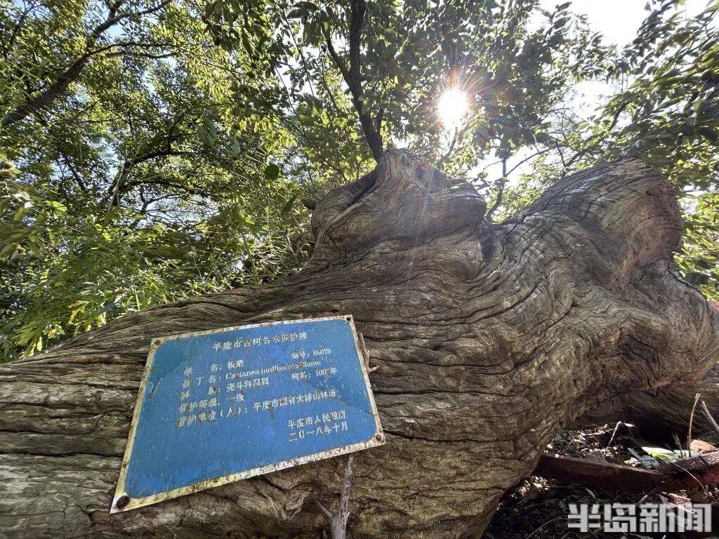 1014岁！青岛这棵“千年树王”<strong></p>
<p>虚拟币激励</strong>，主干碳化严重，镂空处能站两人！每年仍可结果数十斤→