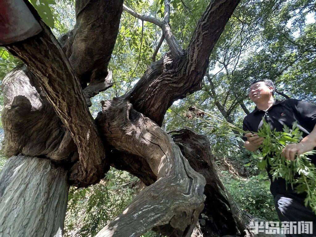 1014岁！青岛这棵“千年树王”<strong></p>
<p>虚拟币激励</strong>，主干碳化严重，镂空处能站两人！每年仍可结果数十斤→
