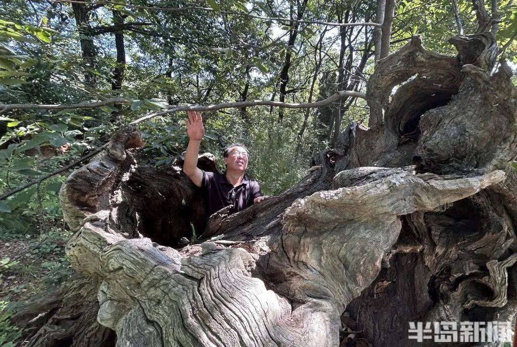 1014岁！青岛这棵“千年树王”<strong></p>
<p>虚拟币激励</strong>，主干碳化严重，镂空处能站两人！每年仍可结果数十斤→