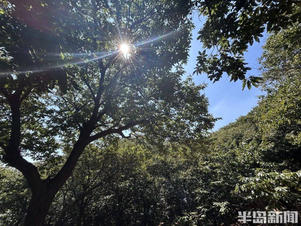 1014岁！青岛这棵“千年树王”<strong></p>
<p>虚拟币激励</strong>，主干碳化严重，镂空处能站两人！每年仍可结果数十斤→