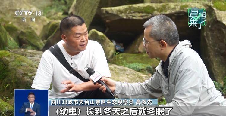 网传萤火虫濒临灭绝<strong></p>
<p>虚拟币动画</strong>，是真的吗？