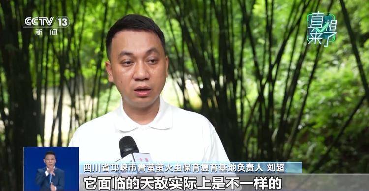 网传萤火虫濒临灭绝<strong></p>
<p>虚拟币动画</strong>，是真的吗？