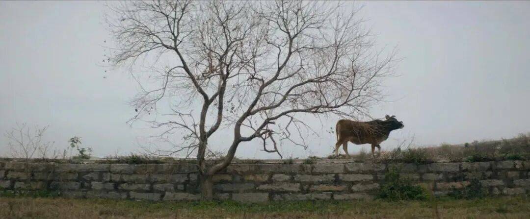 城市打工人<strong></p>
<p>虚拟币动画</strong>，花十几万回村给父母补缴社保