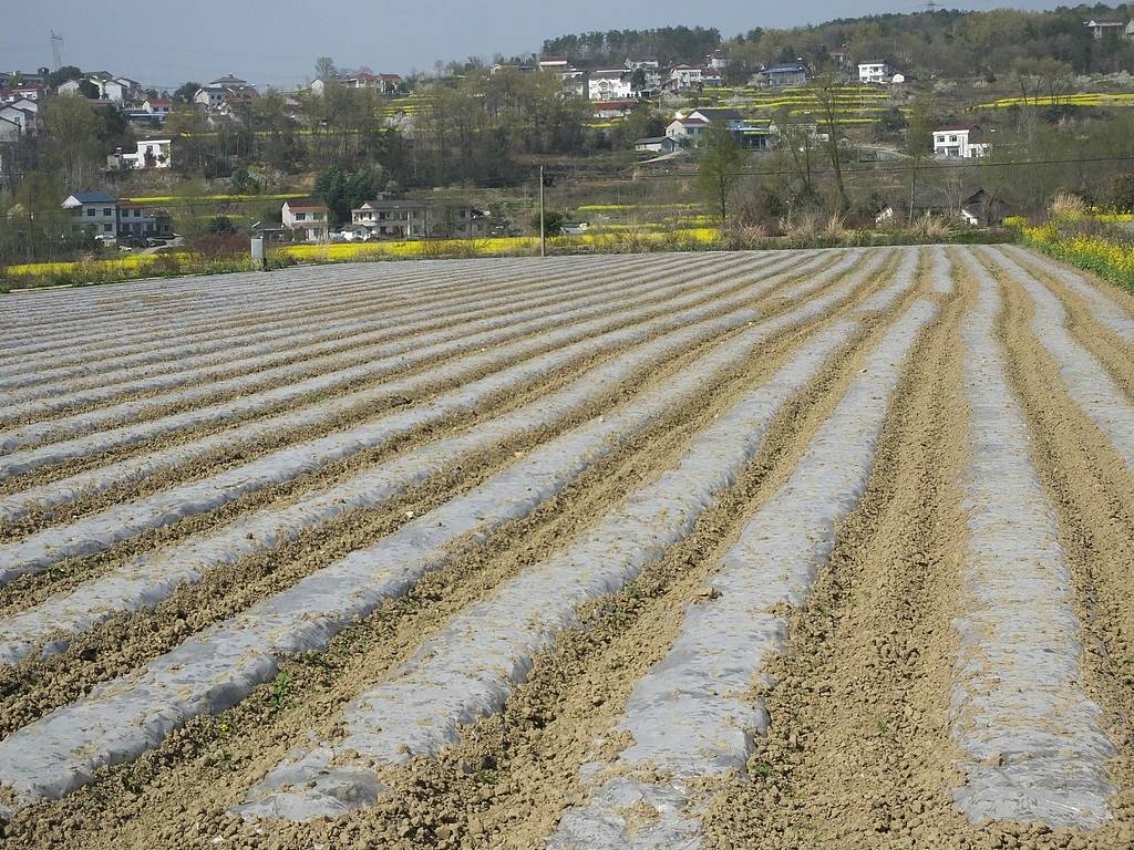 公职人员占他人耕地屡次修坟<strong></p>
<p>虚拟币锁金</strong>,得管管乡村恶霸