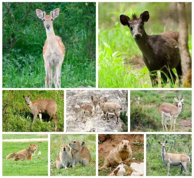 “感谢大家支持我大闹天宫……”蔡国强烟花秀现场感言视频披露<strong></p>
<p>虚拟币卖钱</strong>，又遭质疑！