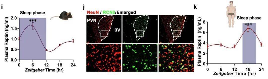 多睡1小时<strong></p>
<p>虚拟币钛币</strong>,两周瘦1斤?不知道的亏大了