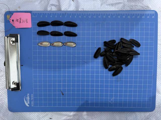 紫色向日葵、多彩胡萝卜、双色火龙果亮相青岛<strong></p>
<p>虚拟币钛币</strong>,种子盛会变身“未来食物实验室”