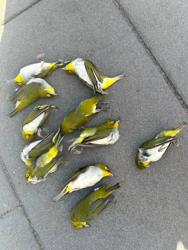 北京一座大厦楼下躺了14只鸟<strong></p>
<p>带虚拟币</strong>,12只已死亡!元凶竟是玻璃