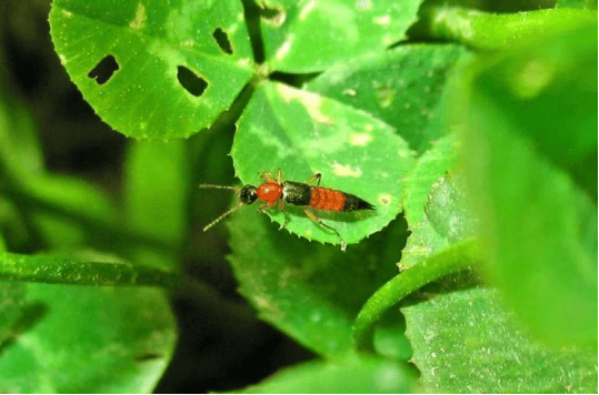 【子曰健康说】防范隐翅虫皮炎<strong></p>
<p>虚拟币流量</strong>，关键怎么做？
