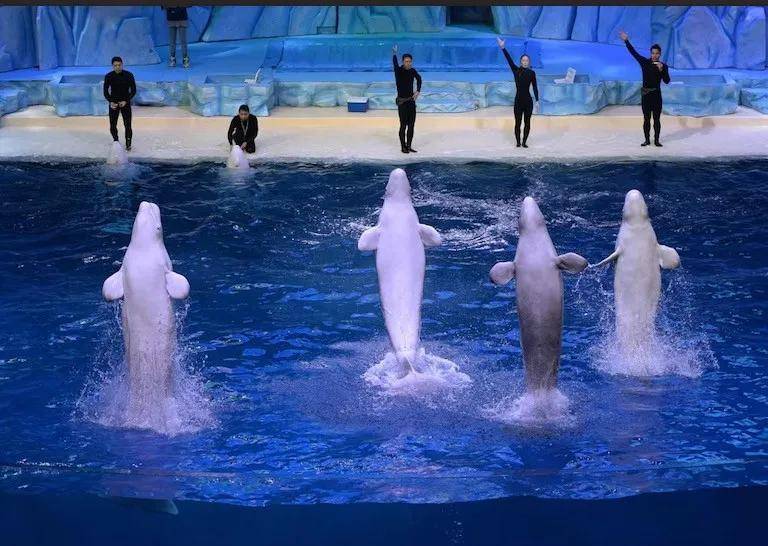 宁愿全部安乐死<strong></p>
<p>MM虚拟币</strong>，也不给中国？加拿大养不起30头白鲸，中国愿接手，然而...