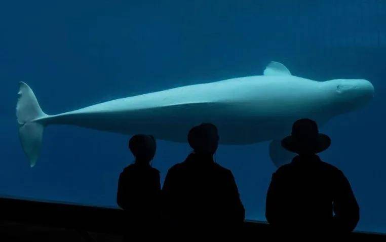 宁愿全部安乐死<strong></p>
<p>MM虚拟币</strong>，也不给中国？加拿大养不起30头白鲸，中国愿接手，然而...