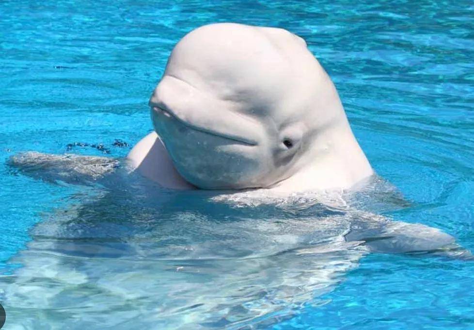 宁愿全部安乐死<strong></p>
<p>MM虚拟币</strong>，也不给中国？加拿大养不起30头白鲸，中国愿接手，然而...