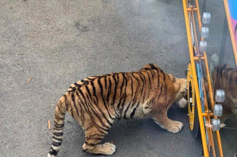 动物园观光车压碎老虎下巴<strong></p>
<p>有哪些数字货币</strong>？园方：初步检查未发现重大伤情