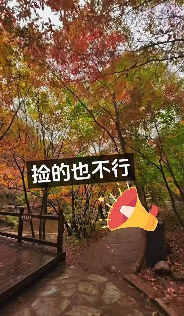 辽宁一景区禁止游客捡枫叶<strong></p>
<p>数字货币有哪些</strong>，手持枫叶也不行，工作人员：为保护自然环境