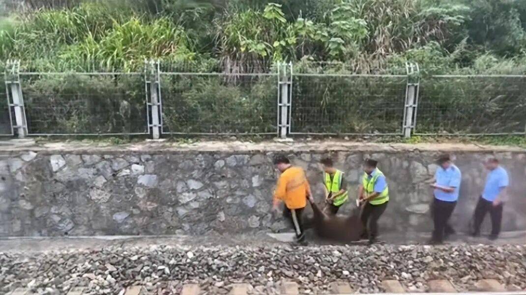 湖北一列车撞上野猪致停运<strong></p>
<p>数字货币有哪些</strong>，铁路局：野猪已无害化处理，列车正常运行；附近曾发生多起野猪伤人事件