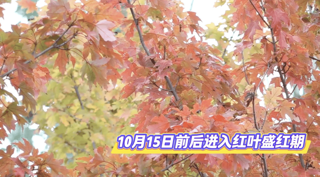 北京将迎新一轮秋雨<strong></p>
<p>数字货币套利</strong>，赏红期预告来了！