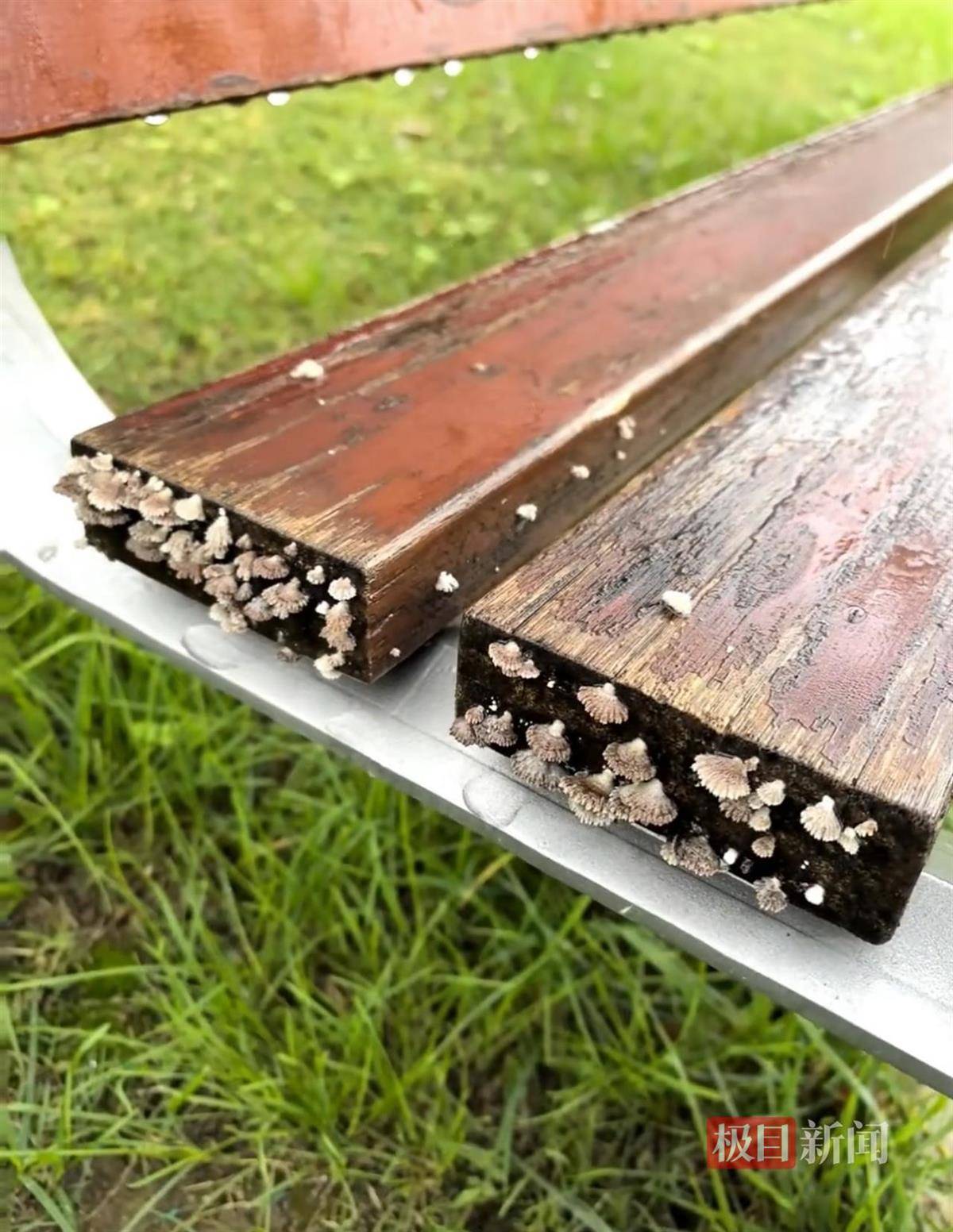 西安连续一个多月降雨遍地长蘑菇<strong></p>
<p>数字货币套利</strong>，大雁塔受潮，城墙布满青苔，气象局解释成因