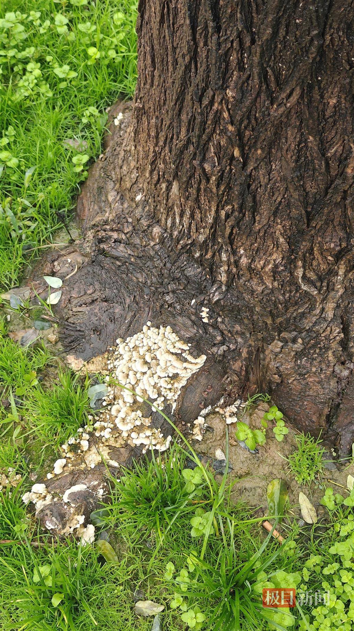 西安连续一个多月降雨遍地长蘑菇<strong></p>
<p>数字货币套利</strong>，大雁塔受潮，城墙布满青苔，气象局解释成因