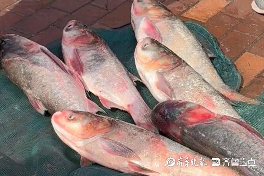 “鱼多得数不过来<strong></p>
<p>国际数字货币</strong>，一网子下去能捞好几条”济南锦绣川水库开闸放水，大量鲢鱼被冲出，工作人员：禁止捕捞！