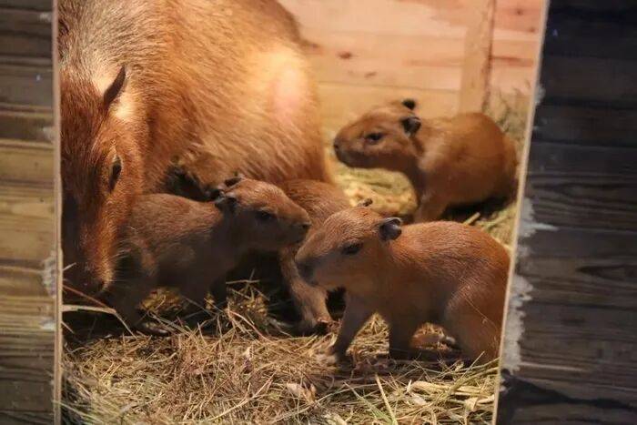 出生1小时就能独立行走<strong></p>
<p>数字货币如何交易</strong>,济南动物园“果果”和“豚豚”的4只新生幼崽,周末和市民见面