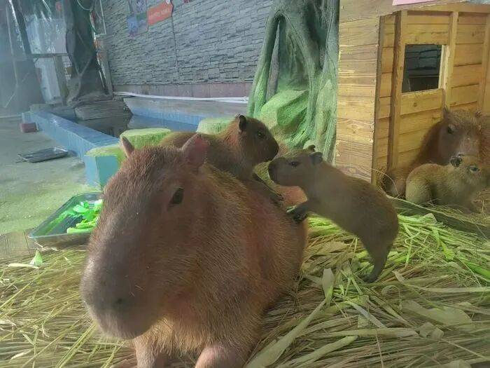 出生1小时就能独立行走<strong></p>
<p>数字货币如何交易</strong>,济南动物园“果果”和“豚豚”的4只新生幼崽,周末和市民见面