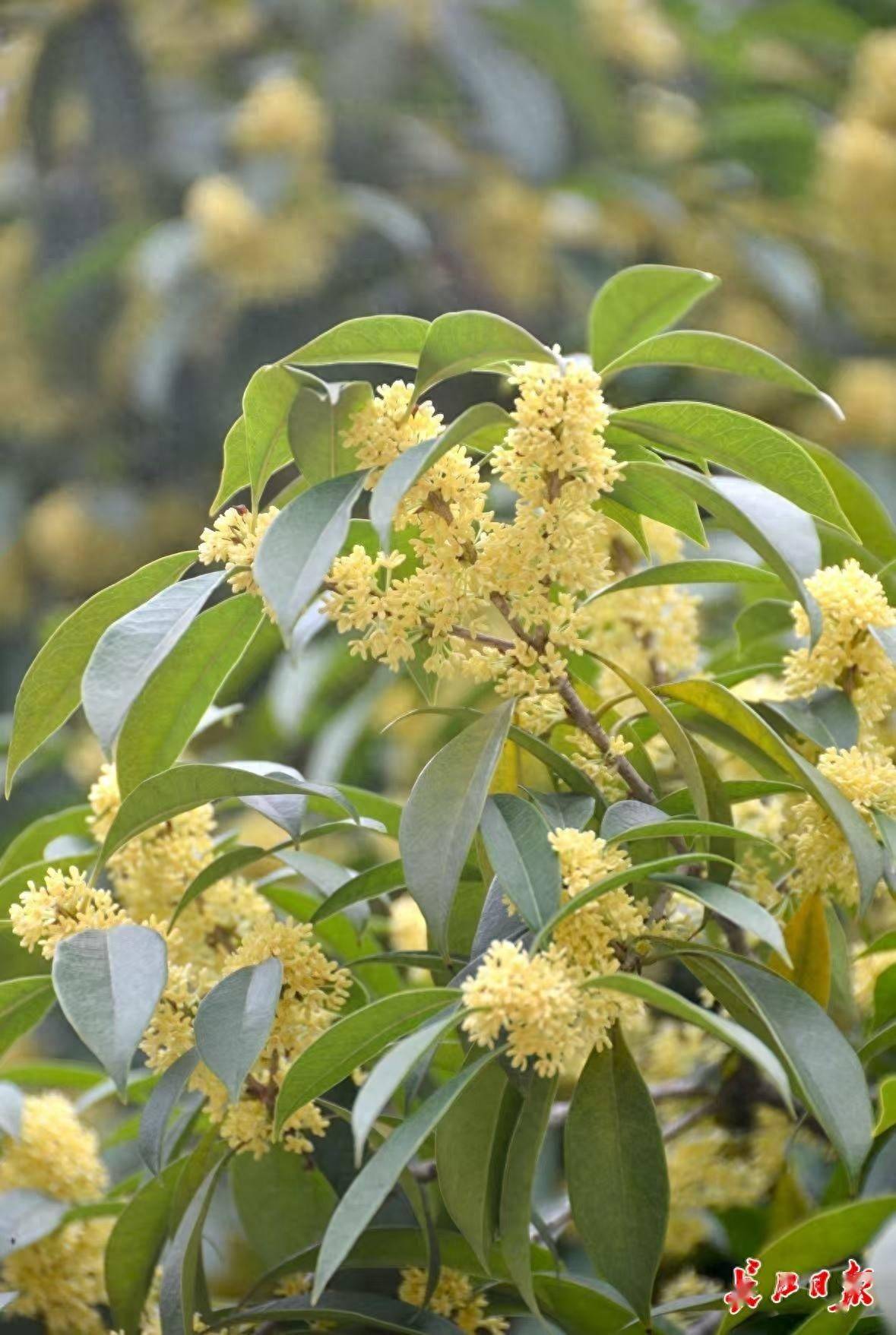 网友：为什么武汉的空气是甜的？武汉人：因为秋天来了啊