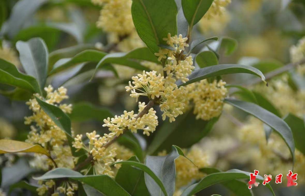 网友:为什么武汉的空气是甜的<strong></p>
<p>数字货币如何交易</strong>?武汉人:因为秋天来了啊