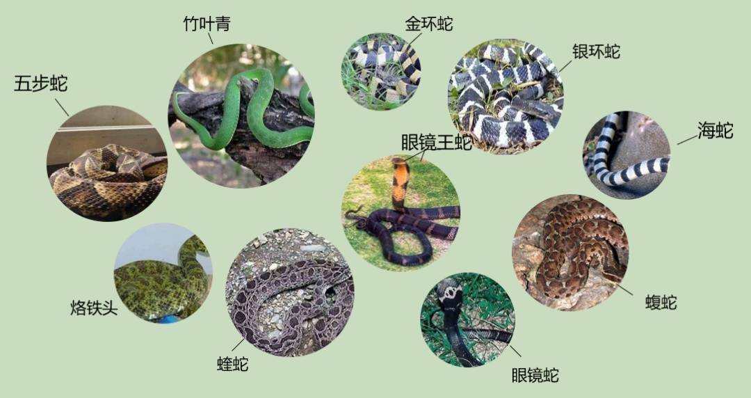 女子半夜上厕所<strong></p>
<p>中国的数字货币</strong>,马桶里突然窜出一条蛇!