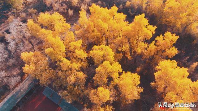 金秋10月昌吉胡杨林进入最佳观赏期