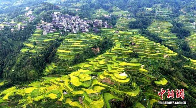 金秋<strong></p>
<p>数字货币机</strong>,广西的梯田一点不输!