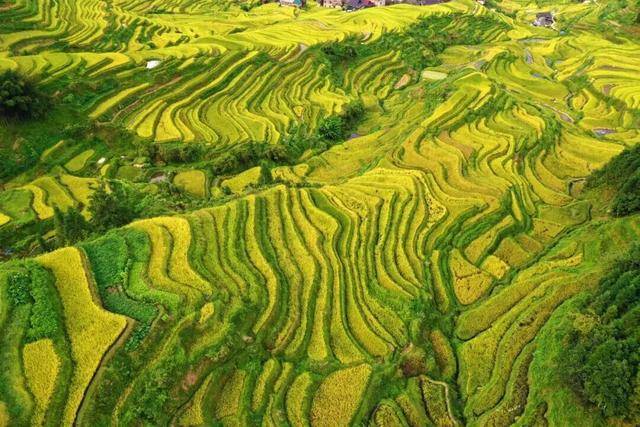 金秋<strong></p>
<p>数字货币机</strong>,广西的梯田一点不输!