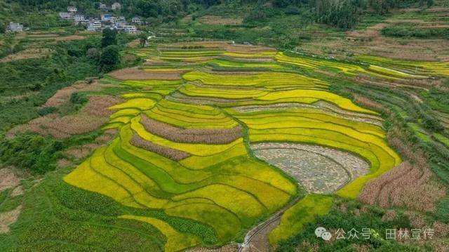 金秋<strong></p>
<p>数字货币机</strong>,广西的梯田一点不输!