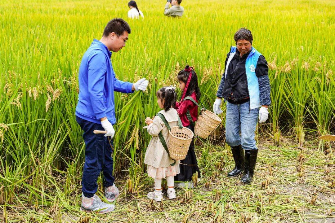 良渚遇“稻”<strong></p>
<p>数字货币机</strong>你 ｜ 秋季活动正当时