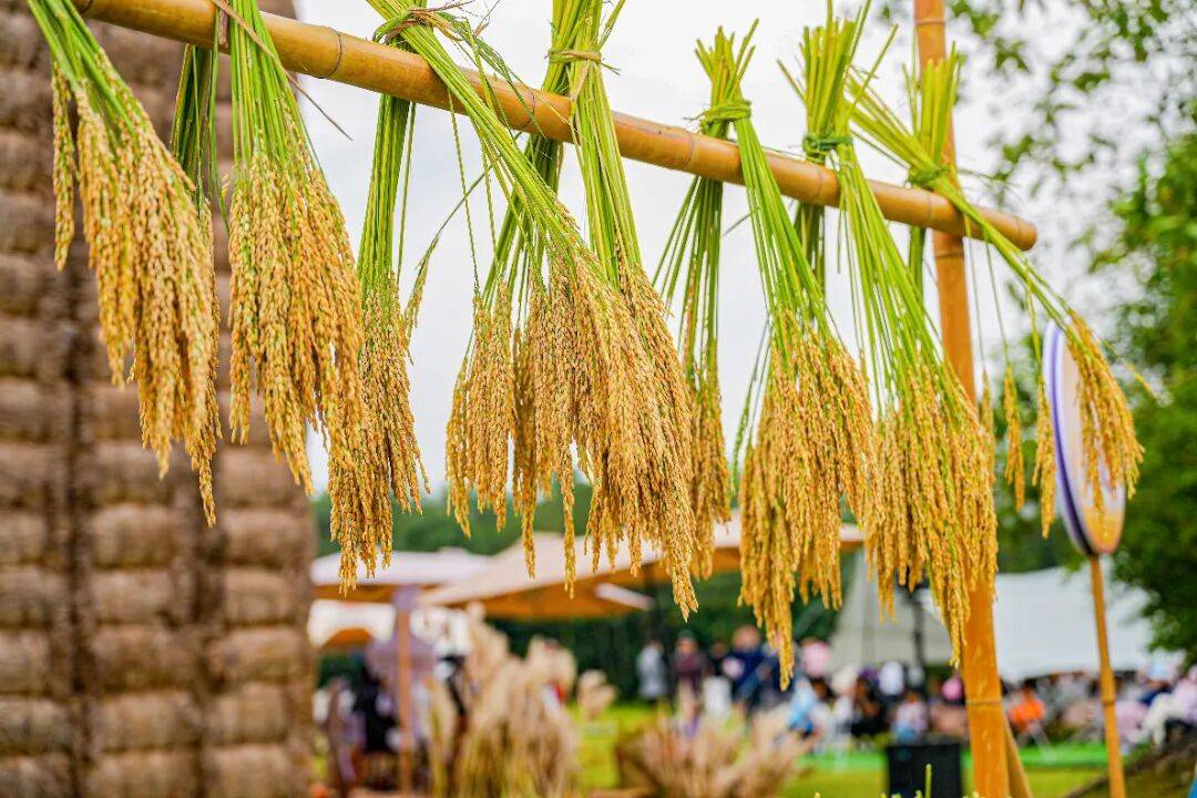 良渚遇“稻”<strong></p>
<p>数字货币机</strong>你 ｜ 秋季活动正当时