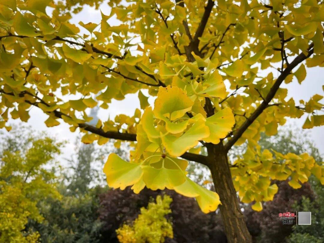 银杏金黄<strong></p>
<p>数字货币公司</strong>！铺满焦作的秋天！